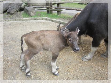 Toucheng Leisure Farm Carabao Bubalus Bubalis Carabanensis