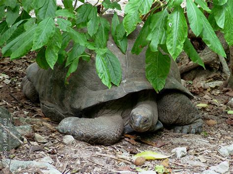 Tortue géante d Aldabra Geochelone gigantea réserve naturelle Ile de