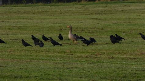 The Urban Birder: Goose stepping