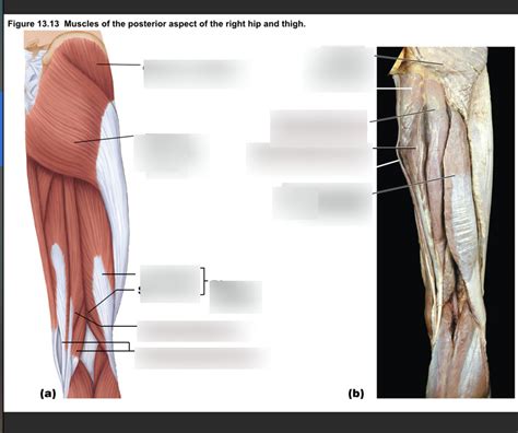 Posterior Hip And Thigh Diagram Quizlet