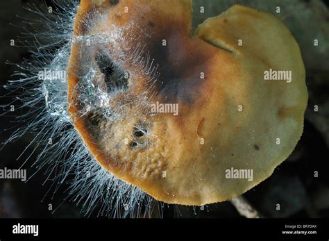 Bonnet Mould Spinellus Fusiger On The Cap Of Russet Toughshank