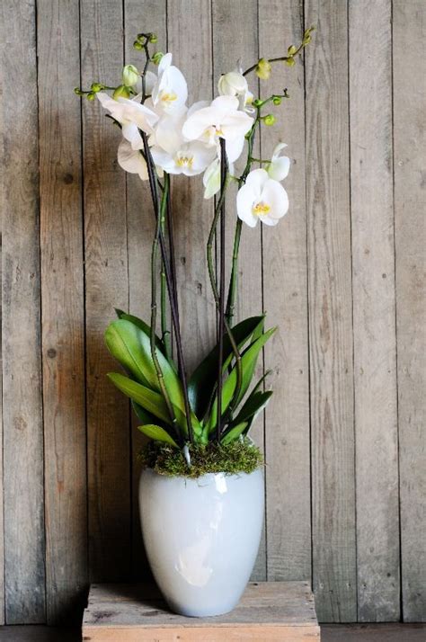 Orchid Growing Tips: How To Take Care Of Orchid Plants Indoors | Indoor ...