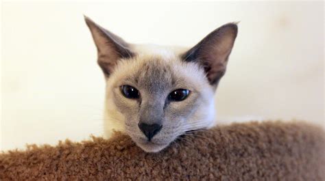 Lilac Point Siamese by photoboater on DeviantArt