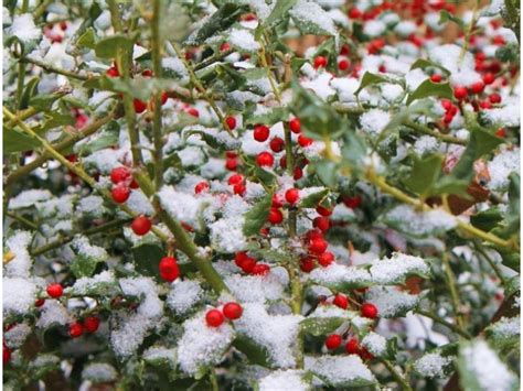 13 Evergreen Plants That Will Thrive on Your Balcony - Harvest Indoor