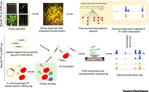 Transient ChIP Seq For Genome Wide In Vivo DNA Binding Landscape