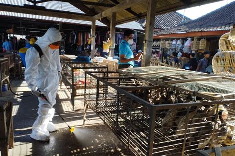 Dinas Pertanian Dan Pangan Badung Cegah Penyebaran Flu Burung Antara