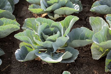 Growing Cabbage In Pots Essential Tips