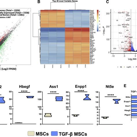 Gene Expression Profile Of Tgf B Mscs Compared To Untreated Mscs Mscs Download Scientific