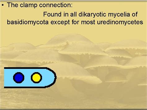 Phylum Basidiomycota General characters 1 The sexual reproduction