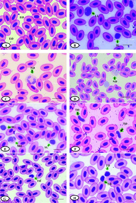 Peripheral Blood Cells Of Rainbow Trout O Mykiss Stained With Wright