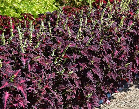 Coleus Black Dragon