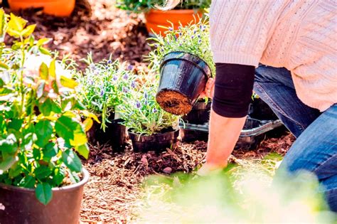 Plantarea Si Ingrijirea Lavandei HORNBACH