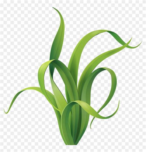 Яндекс - Фотки - Cartoon Seagrass Png, Transparent Png - 1280x1276(#154476) - PngFind