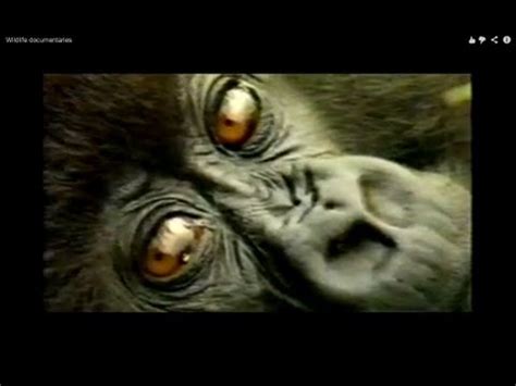 Wildlife documentaries - YouTube