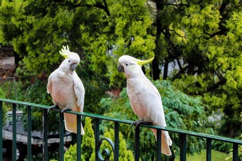 Cockatoo parrots stock image. Image of plant, jungle - 200124257