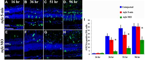 Tnf Is Required For Müller Glial Proliferation In The Light Damaged