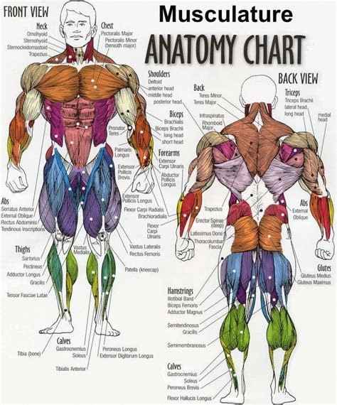 Upper Thigh Anatomy : Gross anatomy of lower limb - FRONT OF THE THIGH ...