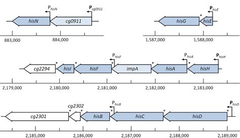 Histidine biosynthesis, its regulation and biotechnological application ...