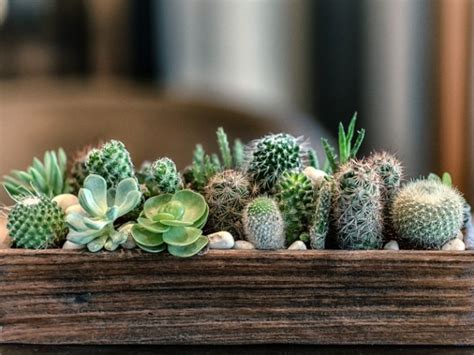 Este Es El Mejor Lugar Para Poner Un CACTUS En Tu Casa