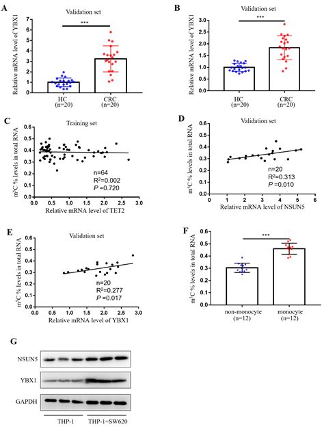 Methylcytosine M C Modification In Peripheral Blood Immune Cells Is