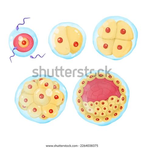 Stages Embryo Development Stock Photo 2264038375 | Shutterstock