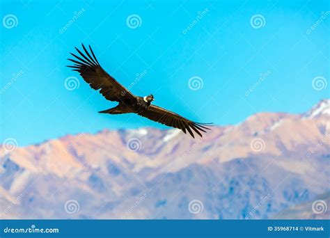 Flying Condor Over Colca Canyon,Peru,South America. this Condor the ...