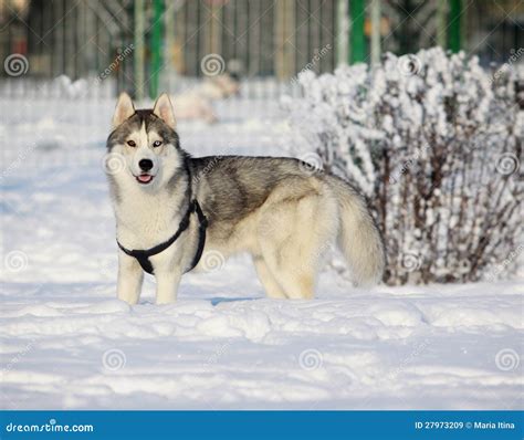 Husky In Winter Royalty Free Stock Images Image 27973209