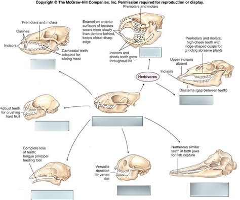 Mammal Skulls Diagram Quizlet