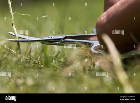 Cutting Grass Pair Scissors Hi Res Stock Photography And Images Alamy