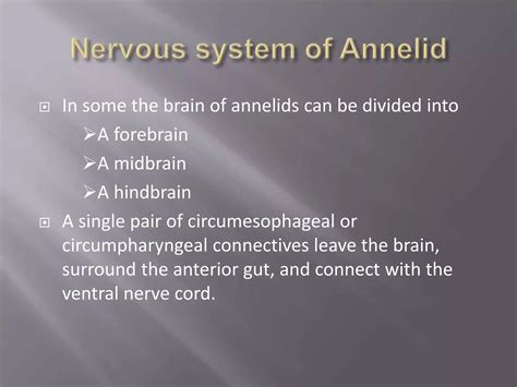 Segmented Nervous System In Annelidspptx