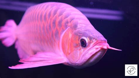 Types Of Arowanas Exploring The Various Arowana Species