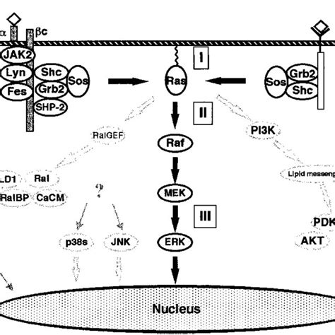 (PDF) Targeting the Ras signaling pathway: A rational, mechanism-based ...