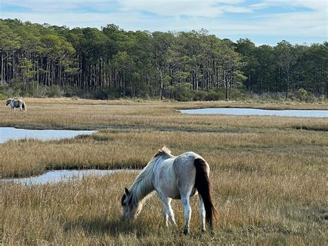 Js Expedition Chincoteague 2022 Qué Saber Antes De Ir Lo Más Comentado Por La Gente