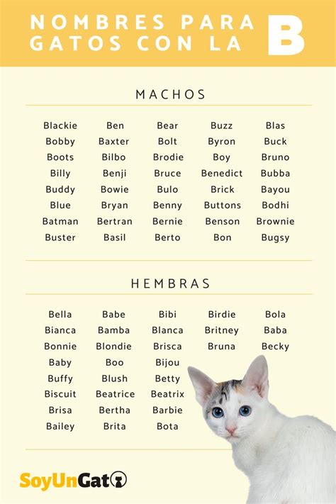 Nombres Para Gatos Con B Nombres Para Gatas Nombres Para Gato Macho