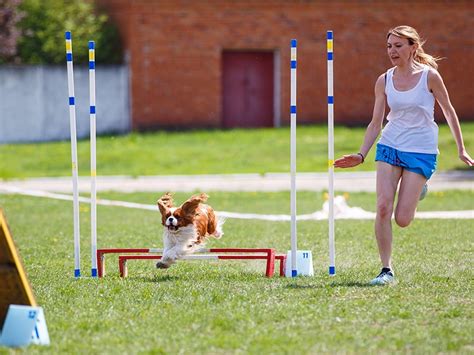 Quel Sport Canin Choisir Id Es Dactivit S