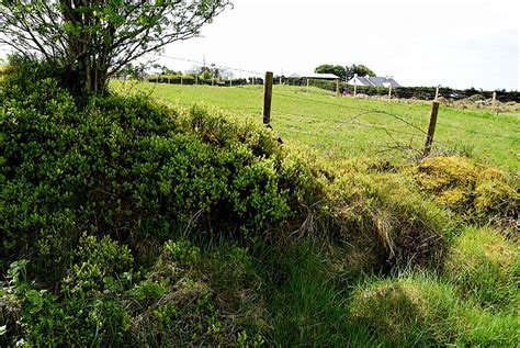 Blaeberries Along Devesky Road Kenneth Allen Cc By Sa Geograph