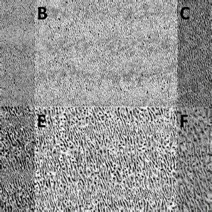 Sem Micrographs Of The Steel Surface A Sample A B Sample A C