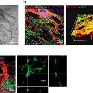 In Vitro Three Dimensional Cultures Of NSCs On The C1A1 Porous