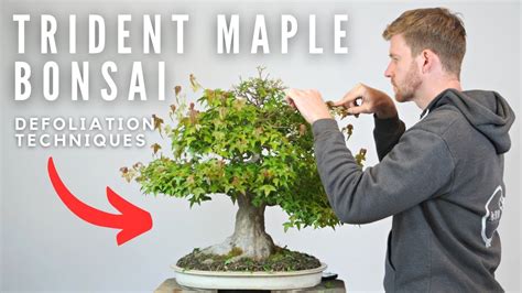 Bonsai Defoliation Techniques Bonsai U Youtube