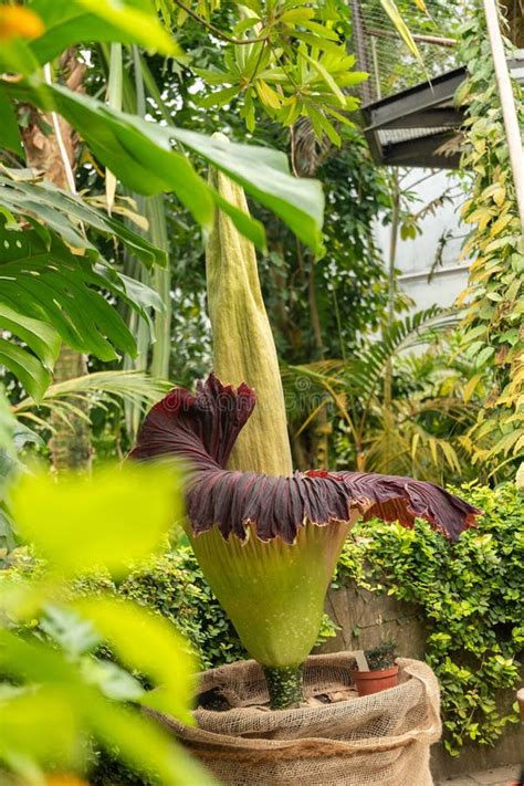 Amorphophallus Titanum Or Titan Arum Flower In Zurich In Switzerland