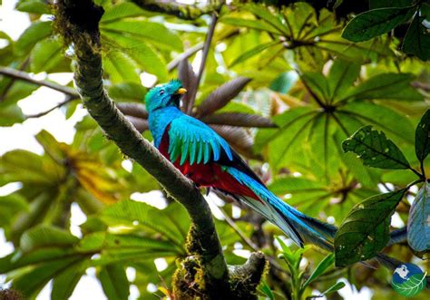 Monteverde Costa Rica - Cloud Forest Biological Reserve