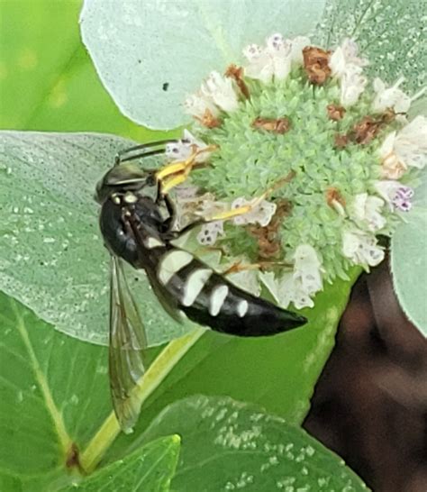 Maryland Biodiversity View Thumbnails Four Banded Stink Bug Wasp Bicyrtes Quadrifasciatus