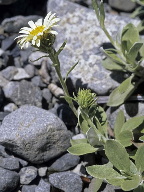 Flower Gallery :: Asteraceae_5 :: 688_32