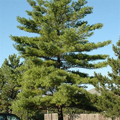 Evergreen Trees And Other Plants For Privacy Platt Hill Nursery