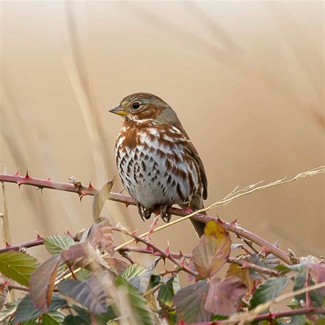 Fox Sparrow — Menunkatuck Audubon Society