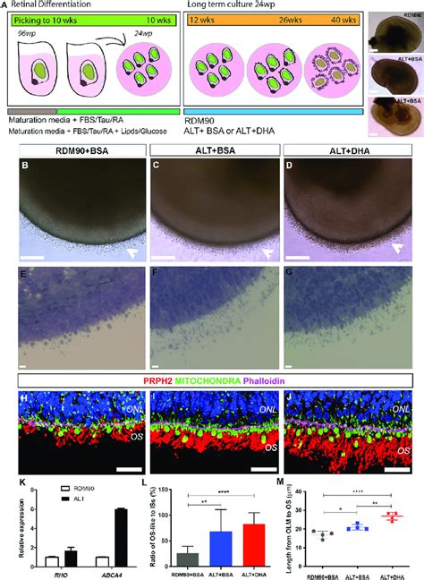 Efficient Differentiation Of Outer Segment Bearing Photoreceptors In