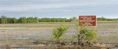 Salt Marsh Restoration | Florida State Parks