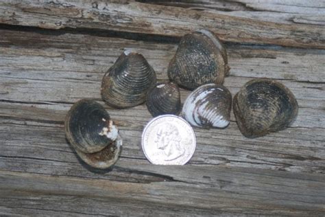 Freshwater Clams And Mussels Alabama Cooperative Extension System