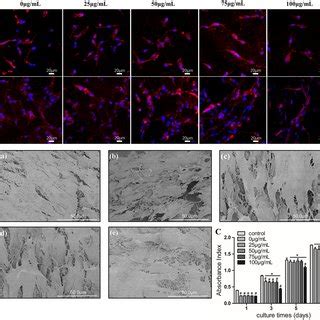 Scaffolds Morphology And Elemental Composition A Sem Images Of