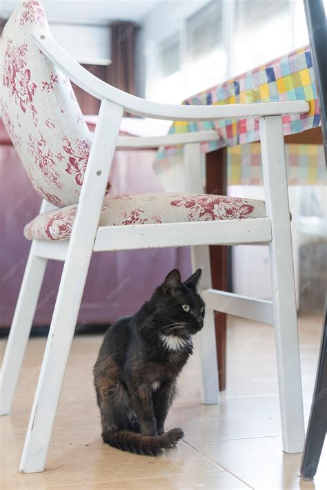 Premium Photo Black Cat Is Sit Under The Chair